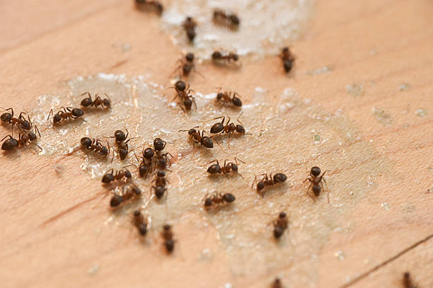 Best Pest Removal Services  in New Lexington, OH