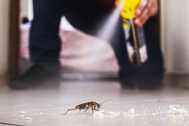 Best Pest Removal Services  in New Lexington, OH